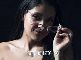 Antonellaterrier