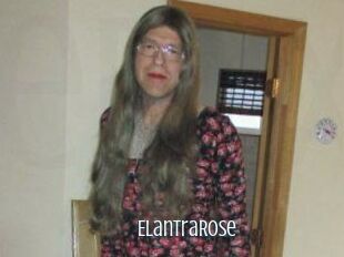 Elantra_Rose