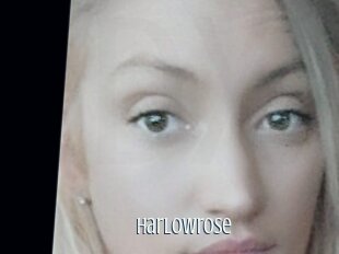 Harlowrose