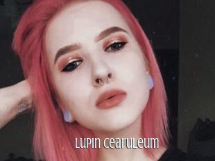 Lupin_Cearuleum