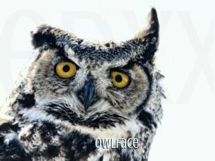 Owlface