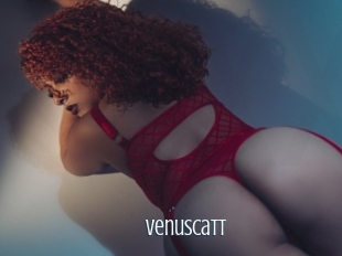 Venuscatt